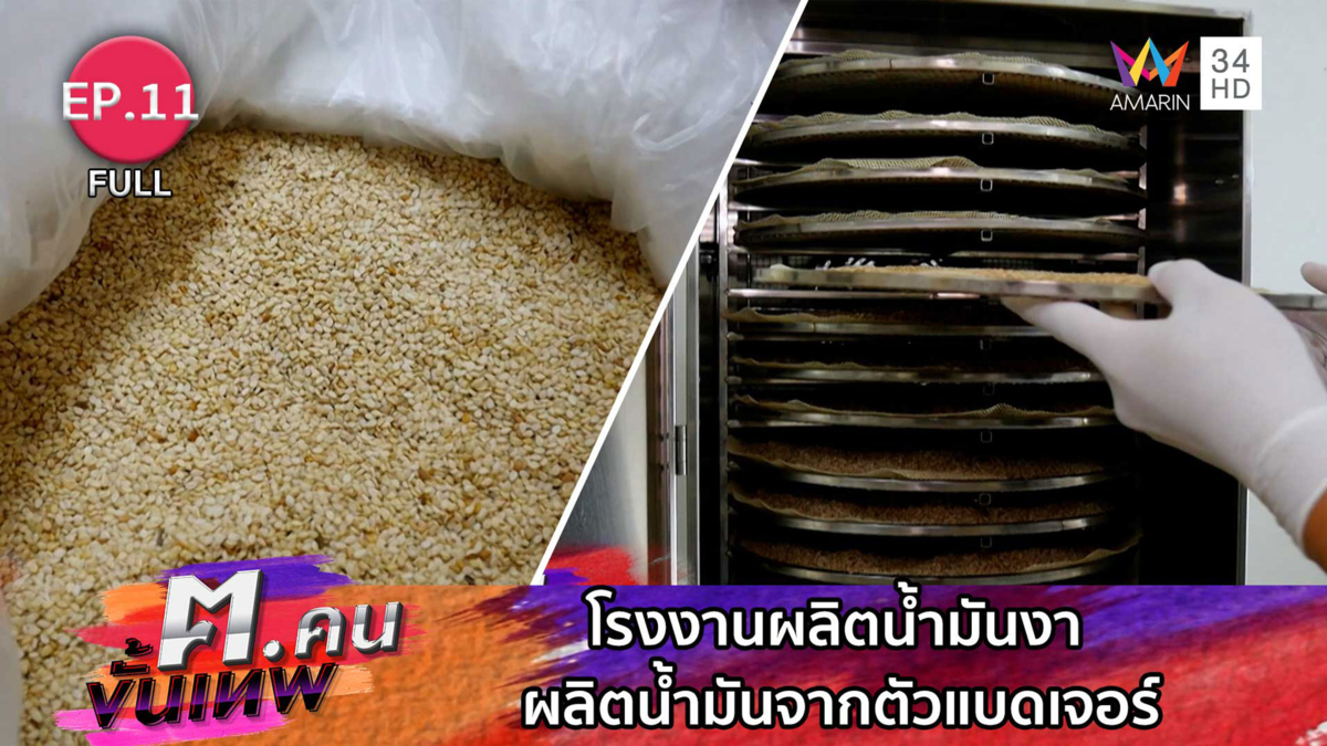 โรงงานผลิตน้ำมันงา การผลิตน้ำมันจากตัวแบดเจอร์ | ฅ.คนขั้นเทพ