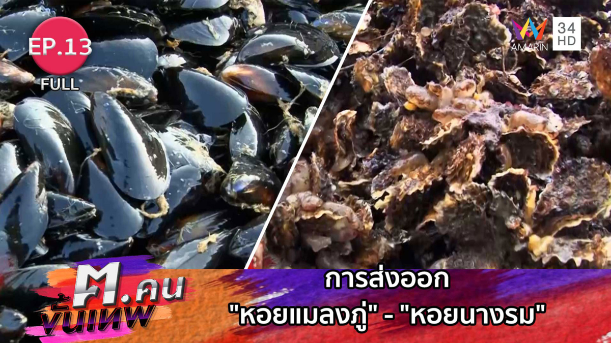 การส่งออก "หอยแมลงภู่" - "หอยนางรม" | ฅ.คนขั้นเทพ
