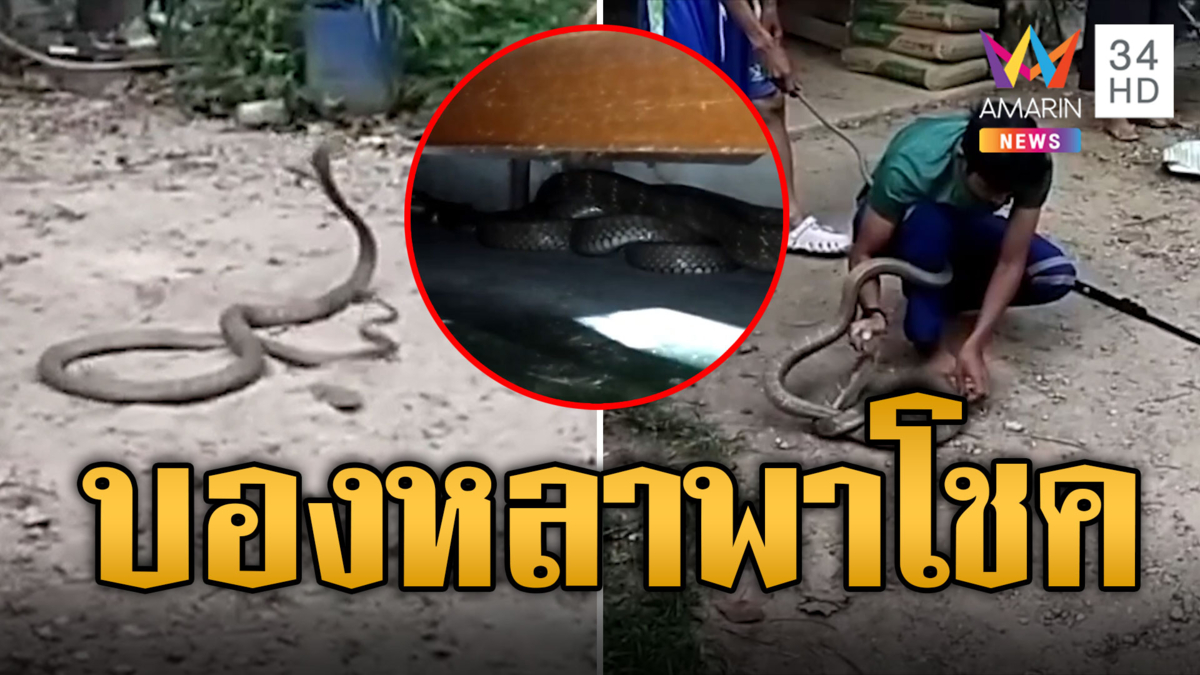บองหลาพาโชค! จงอาง 3 ม.เลื้อยเข้าบ้านรับปีใหม่