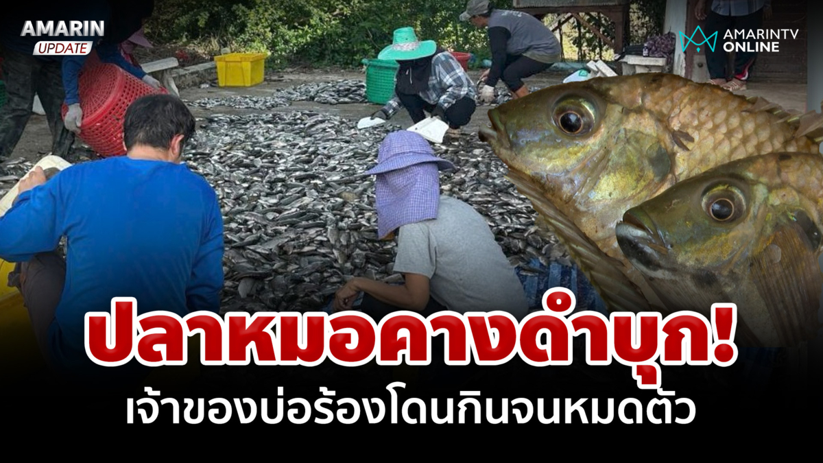 "ปลาหมอคางดำ" บุกบ่อเลี้ยงกุ้ง เจ้าของน้ำตาตกโดนกินจนหมดตัว