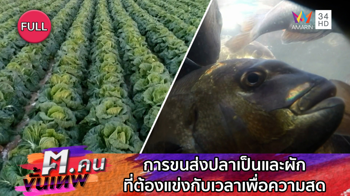 การขนส่งปลาเป็นและผักที่ต้องแข่งกับเวลาเพื่อความสด | ฅ.คนขั้นเทพ