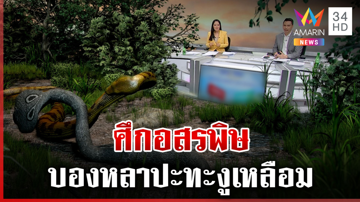 ไวรัลคนดูเป็นล้าน! 2 อสรพิษบองหลาปะทะงูเหลือม  