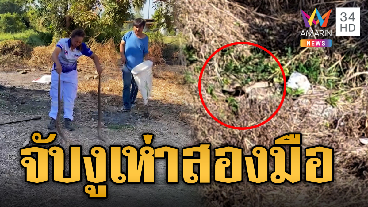 กู้ภัยใจถึง จับงูเห่าสองมือ โผล่พลอดรัก