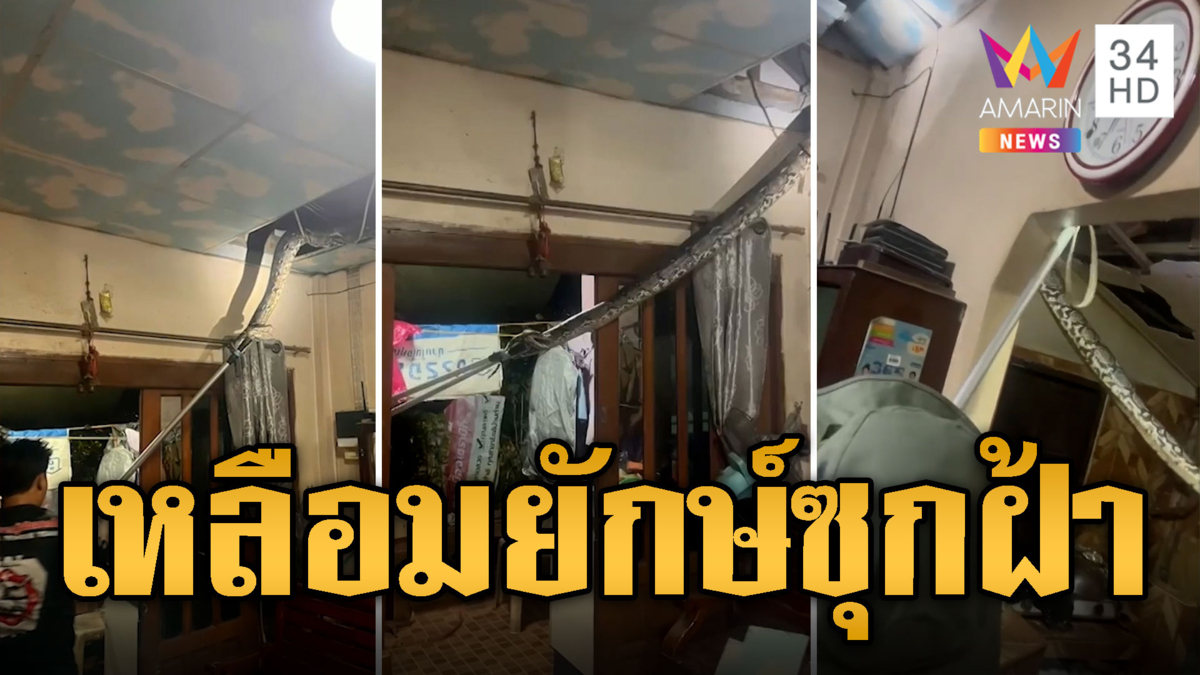 ยื้ออยู่นาน! เหลือมยักษ์ หนีซุกฝ้า