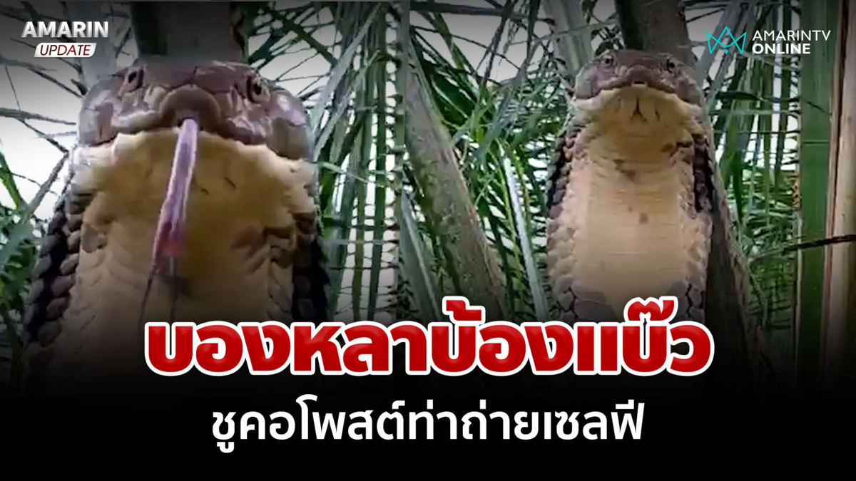 บองหลาบ้องแบ๊ว โพสต์ท่าชูคอแผ่แม่เบี้ยถ่ายเซลฟีอยู่บนต้นปาล์ม