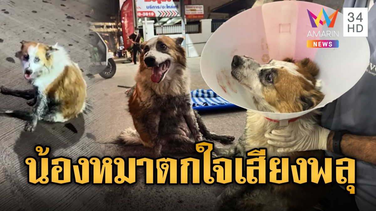 น้องหมาตกใจเสียงพลุ วิ่งหนีเตลิดถูกรถชน