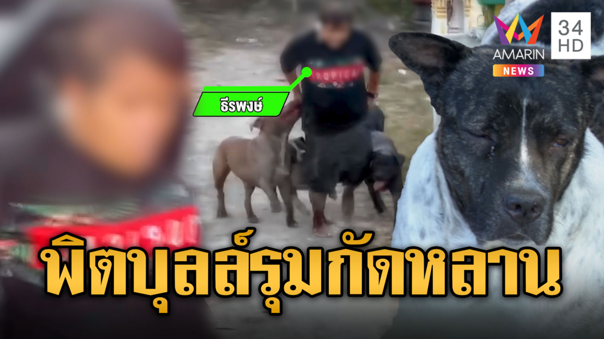 นาทีชีวิต 4 พิตบุลล์ รุมกัดหลานเจ้าของแผลเหวอะ