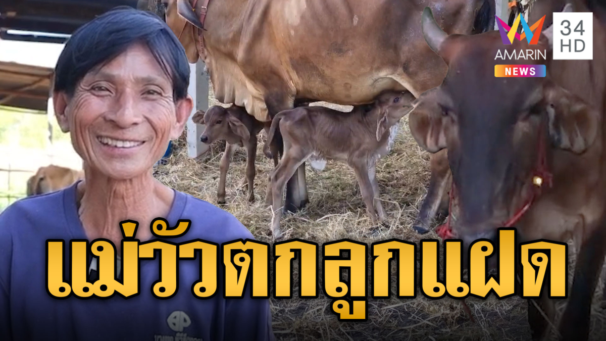 เจ้าของตื่นเต้น แม่วัวตกลูกแฝด ของขวัญคืนข้ามปี