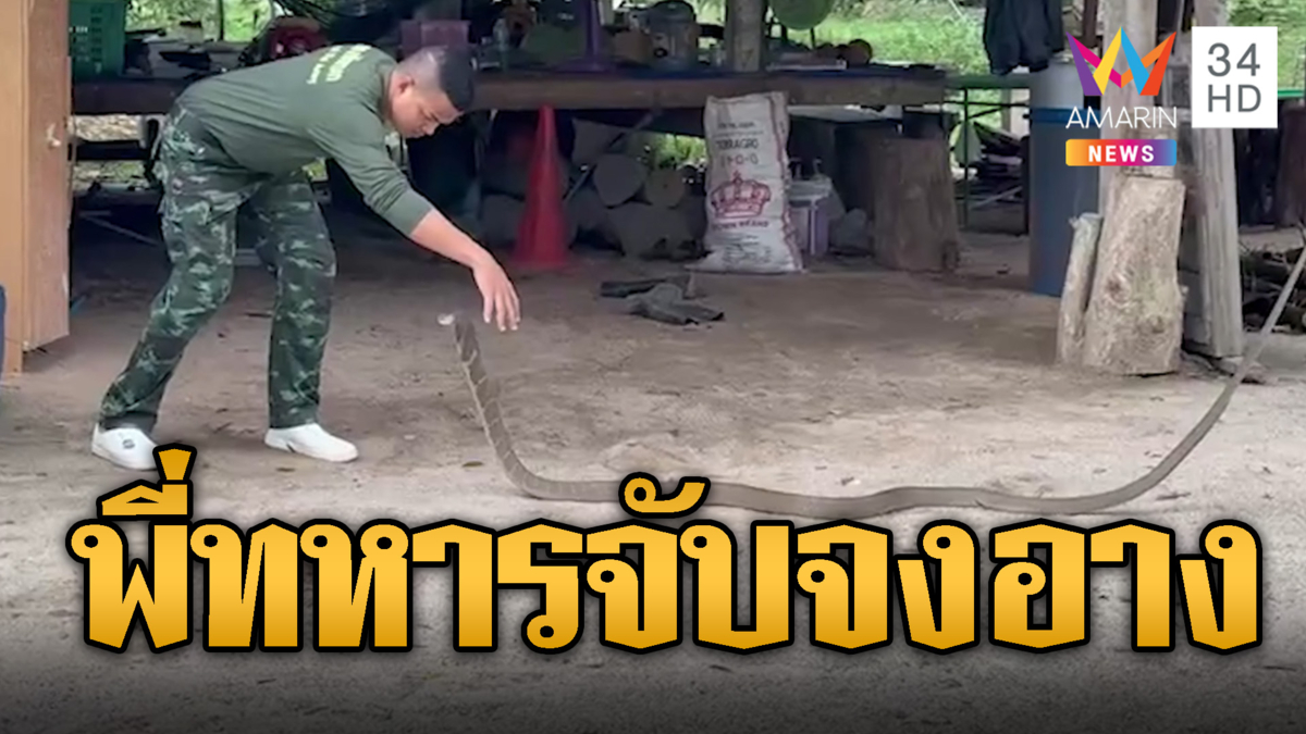 ลีลาพี่ทหารจับ จงอาง คนนึงจับหางอีกคนรอจับหัว