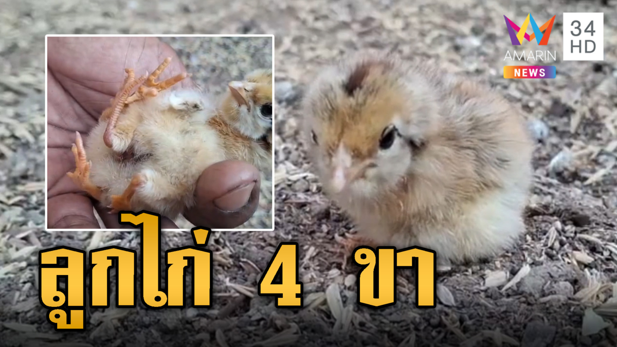 ฮือฮา ลูกไก่ 4 ขา 16 นิ้ว แห่ขอโชครับปีใหม่