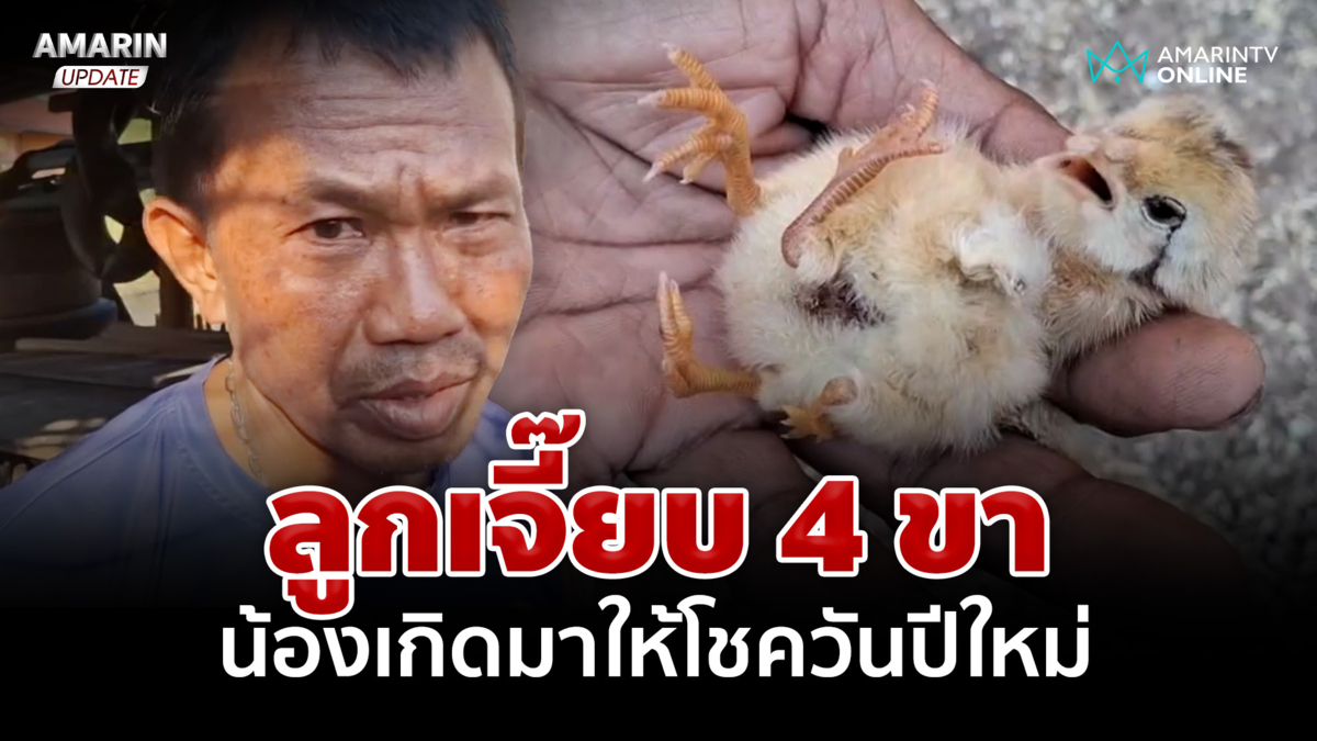 เอ็นดู! ลูกเจี๊ยบ 4 ขา 16 นิ้ว น้องเกิดมาให้โชควันปีใหม่