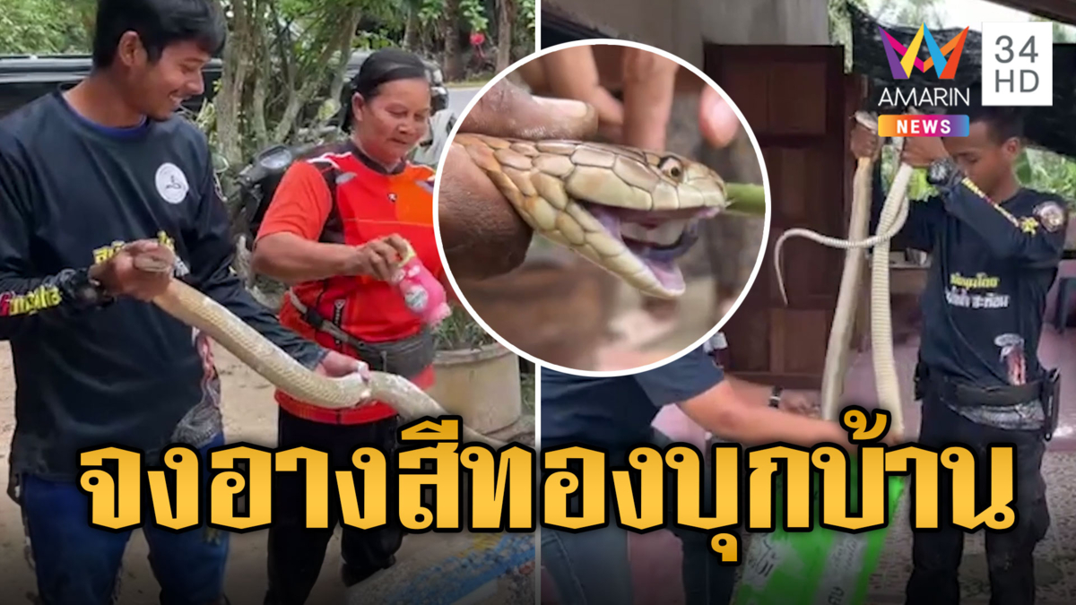 หาดูยาก! งูจงอางยักษ์สีทองเลื้อยเข้าบ้าน เชื่อมาให้โชคตรุษจีน