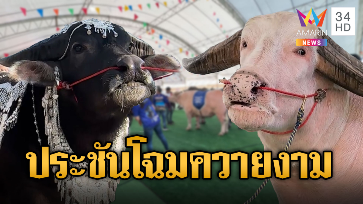 คึกคัก! มหกรรมประกวด "ควายงาม" เมืองเจียงฮาย ครั้งที่ 2