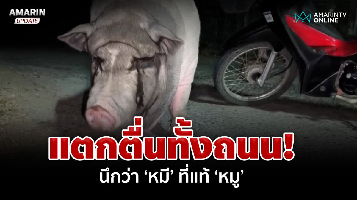 แตกตื่นทั้งถนน นึกว่า 'หมี' ดูใกล้ๆที่แท้ 'หมู'