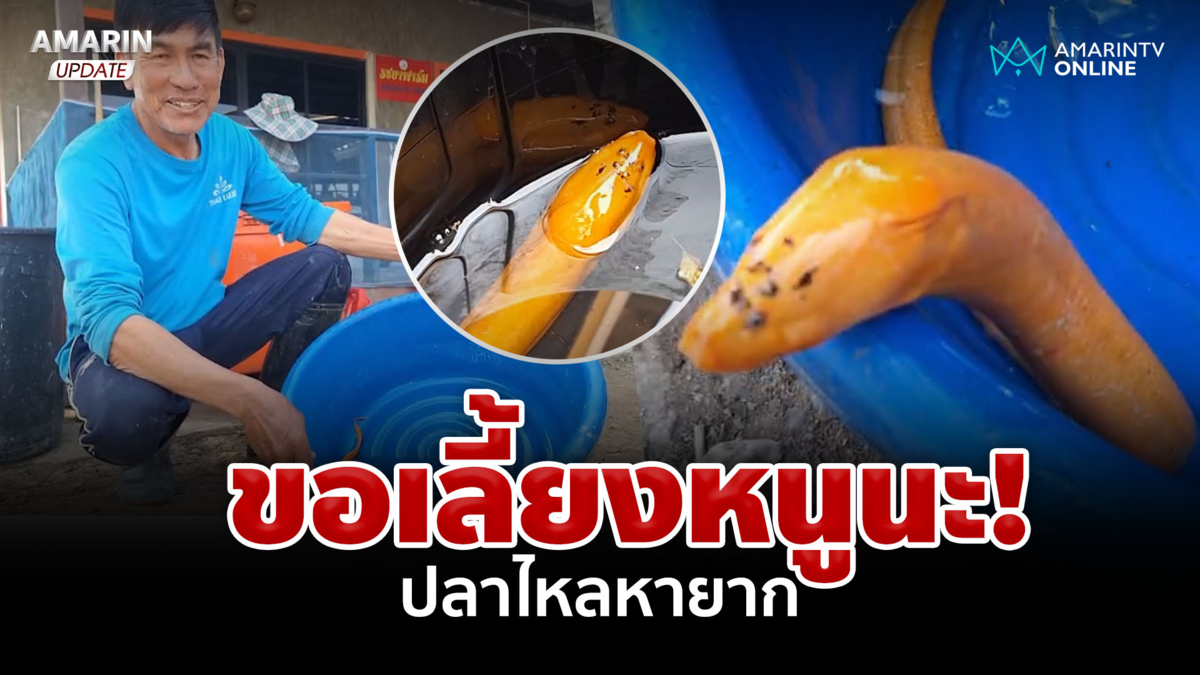 ปลาไหลสีทอง หนุ่มใหญ่บังเอิญเจอ ยันไม่ขายขอเลี้ยงใส่ตู้ 