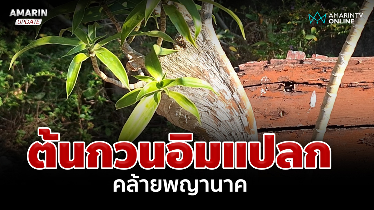 หาดูยาก! ต้นกวนอิม แผ่ละต้นคล้ายพญานาค