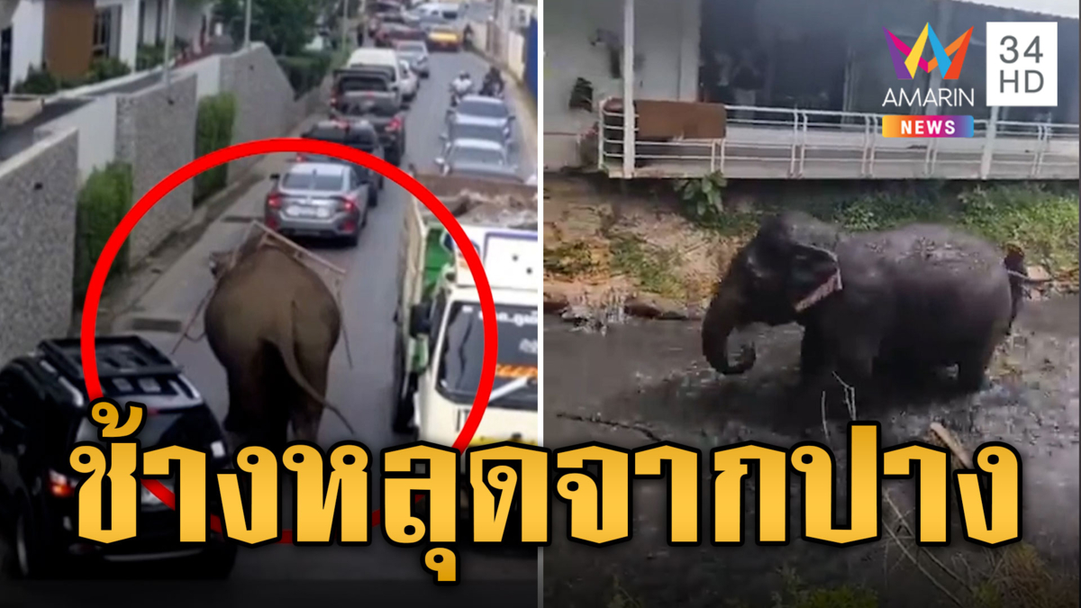 ระทึก! ช้างหลุดจากปาง ชาวบ้านหนีกระเจิง