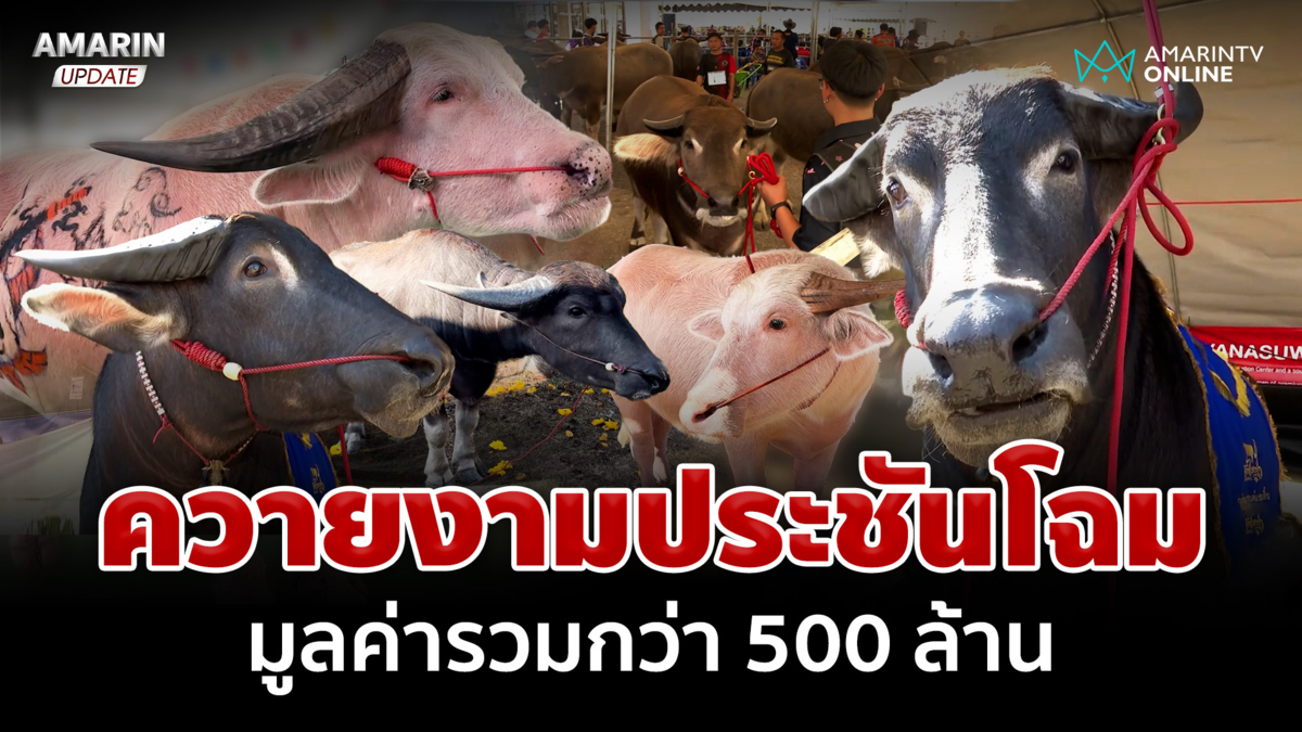 ควายงามประชันโฉมเชียงราย มูลค่ารวมกว่า 500 ล้าน