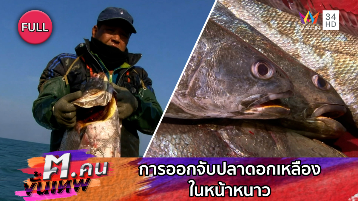 การออกจับปลาดอกเหลืองในหน้าหนาว | ฅ.คนขั้นเทพ