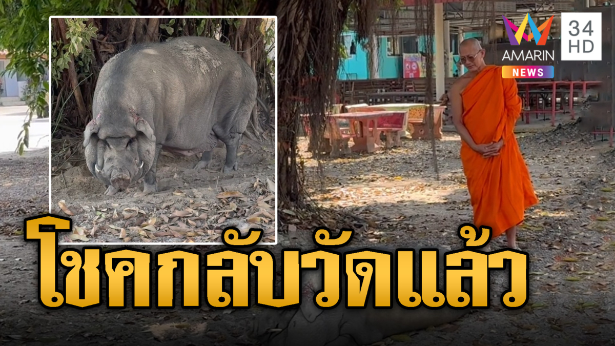 เที่ยวนานไปแล้ว! โชค หมูป่าตัวแสบหนีจากวัด เจ้าอาวาสห่วงสั่งต้อนกลับ 