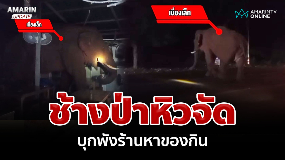 ระทึก! "เจ้าเบี่ยงเล็ก" ตัวตึงเจ้าถิ่นหิวจัด บุกพังร้านอาหารหาของกิน