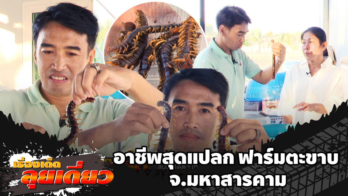 เรื่องเด็ดลุยเดี่ยว | อาชีพสุดแปลก ฟาร์มตะขาบ จ.มหาสารคาม