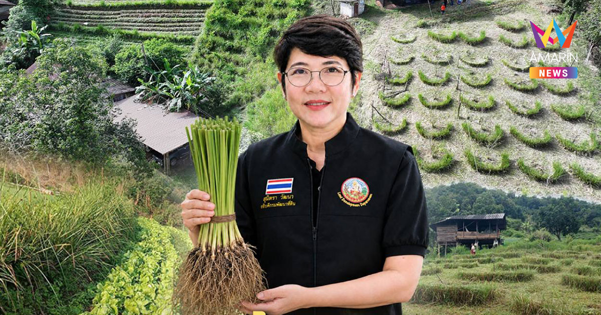 "หญ้าแฝก" พลังแห่งการอนุรักษ์ดินและน้ำ สร้างความยั่งยืนให้ชุมชน
