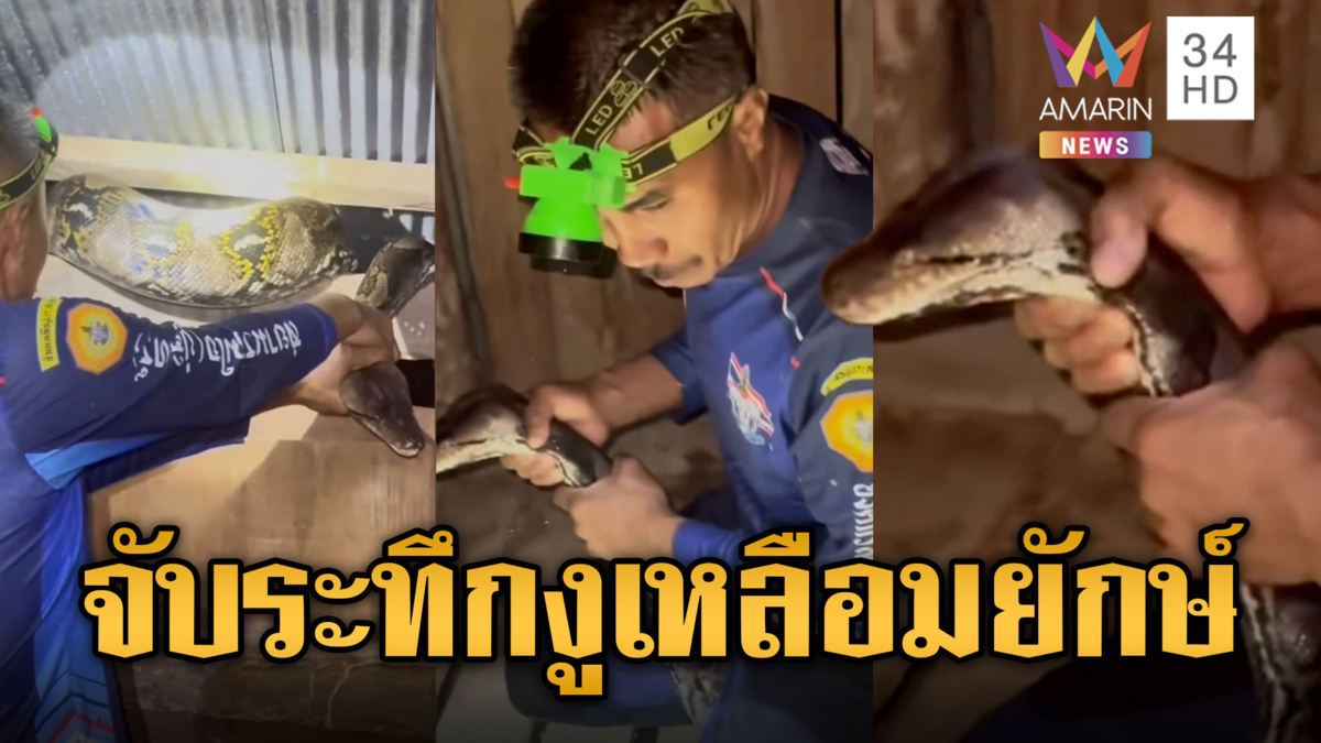ไล่จับจนมุม “งูเหลือมยักษ์” แอบซ่อนเขมือบไก่