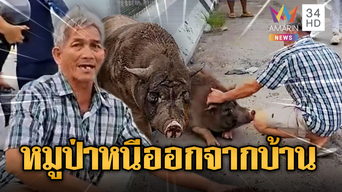 “น้องเล็ก” หมูป่าหนัก 100 กิโลฯ หนีเที่ยวหายจากบ้าน 3 วัน