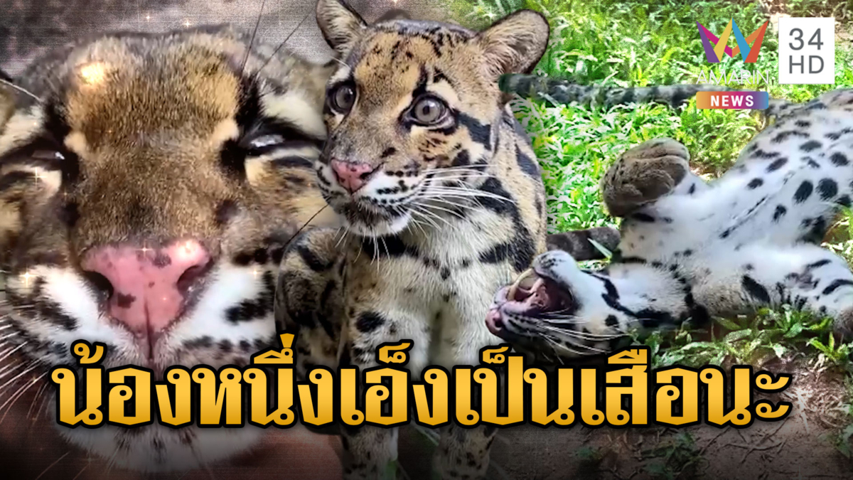 เขาเขียวเปิดบ้านสมาชิกใหม่ “น้องหนึ่ง” เสือลายเมฆ