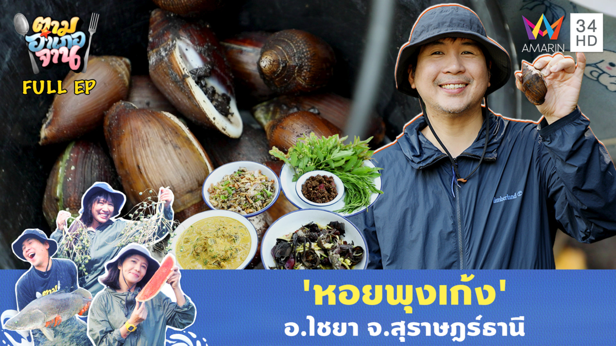 'หอยพุงเก้ง' หอยแปลกจากป่าชายเลน อ.ไชยา จ.สุราษฎร์ธานี