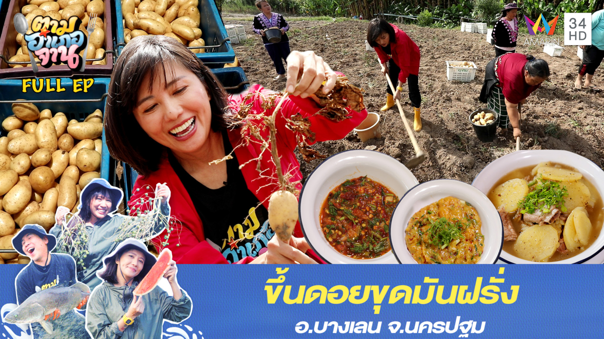 ขึ้นดอยขุดมันฝรั่ง อ.ฮอด จ.เชียงใหม่