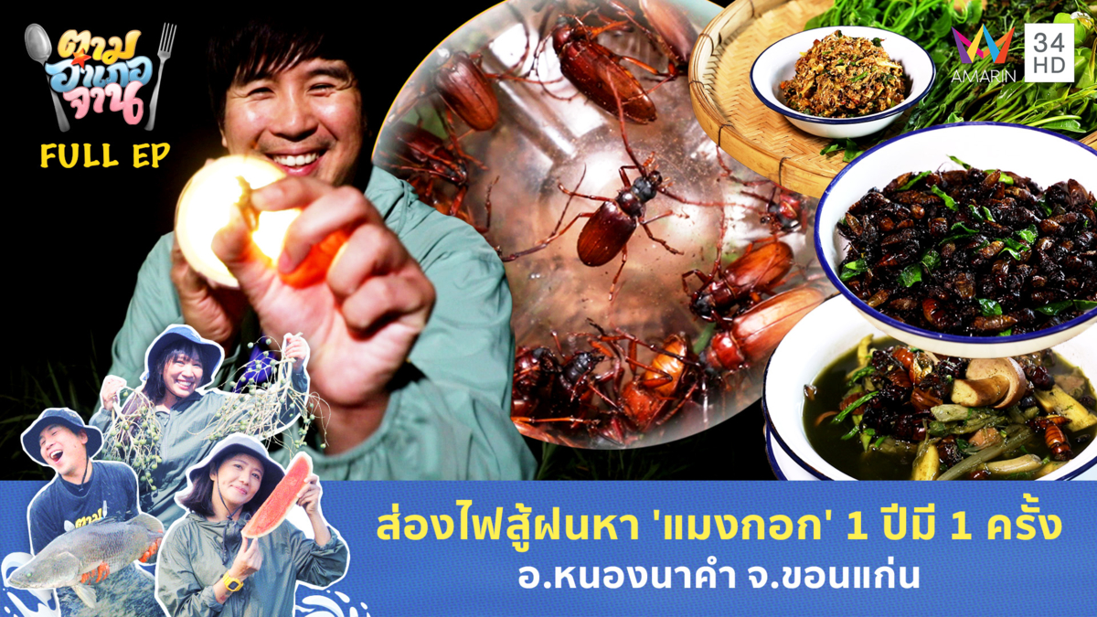 ส่องไฟสู้ฝนหา 'แมงกอก' 1 ปีมี 1 ครั้ง อ.หนองนาคำ จ.ขอนแก่น 