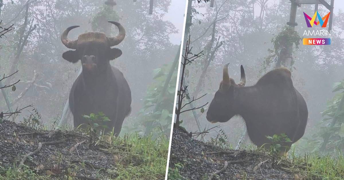 พบ "กระทิง" กลางป่าเขาคิชฌกูฏ ดัชนีชี้วัดความอุดมสมบูรณ์ธรรมชาติ