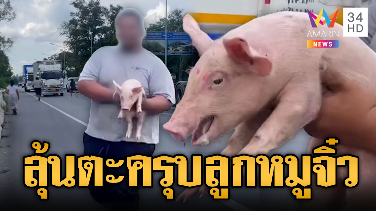 ระทึกลูกหมูจิ๋วร่วงกลางถนน พลเมืองดีช่วยกันจับ