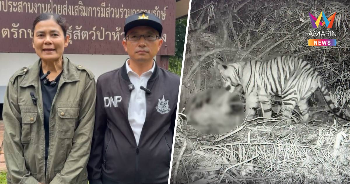 กรมอุทยานฯ แถลงกรณีเสือโคร่งทำร้ายจนท. ระบุชัดเป็น ลูกเสือวัยซน