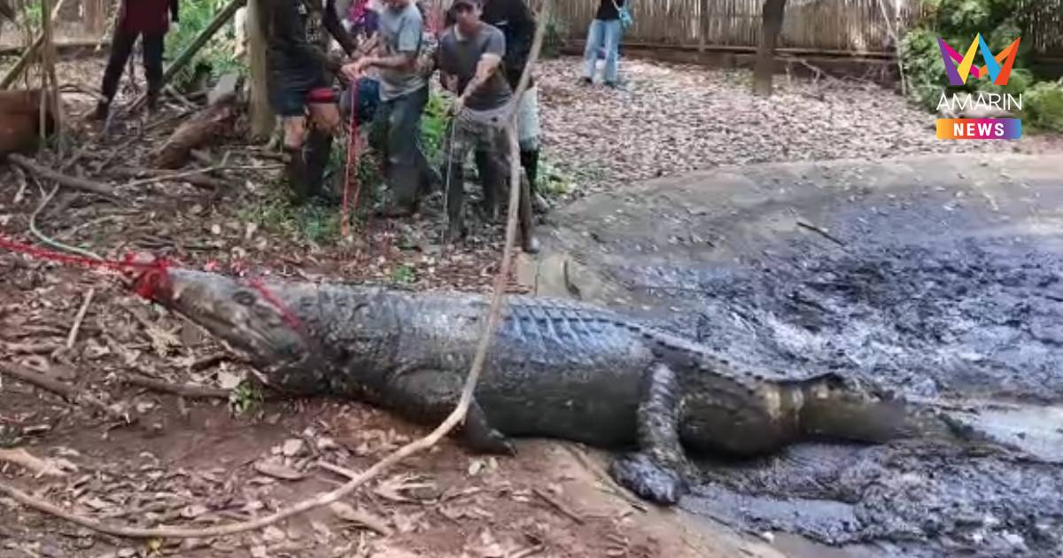 ปฏิบัติการล็อกตัว “เจ้าฟาโรห์” ตะโขงยักษ์ 4.5 เมตร