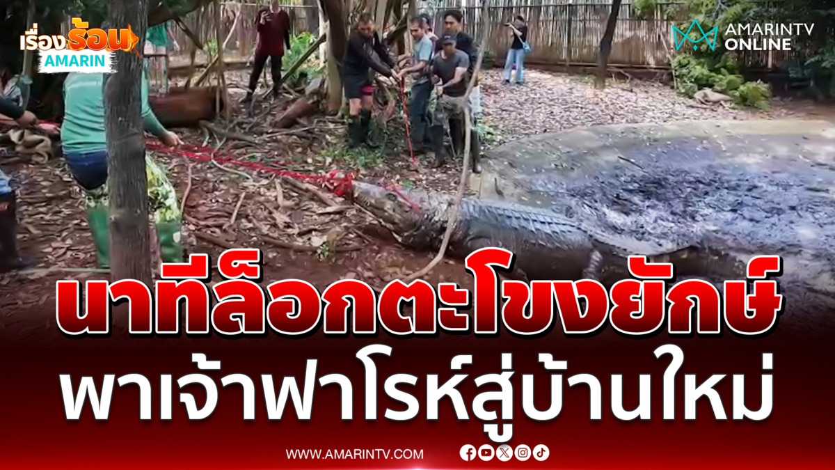นาทีล็อกตะโขงยักษ์ระทึก "เจ้าฟาโรห์" 4.5 เมตร ย้ายสู่บ้านใหม่ 