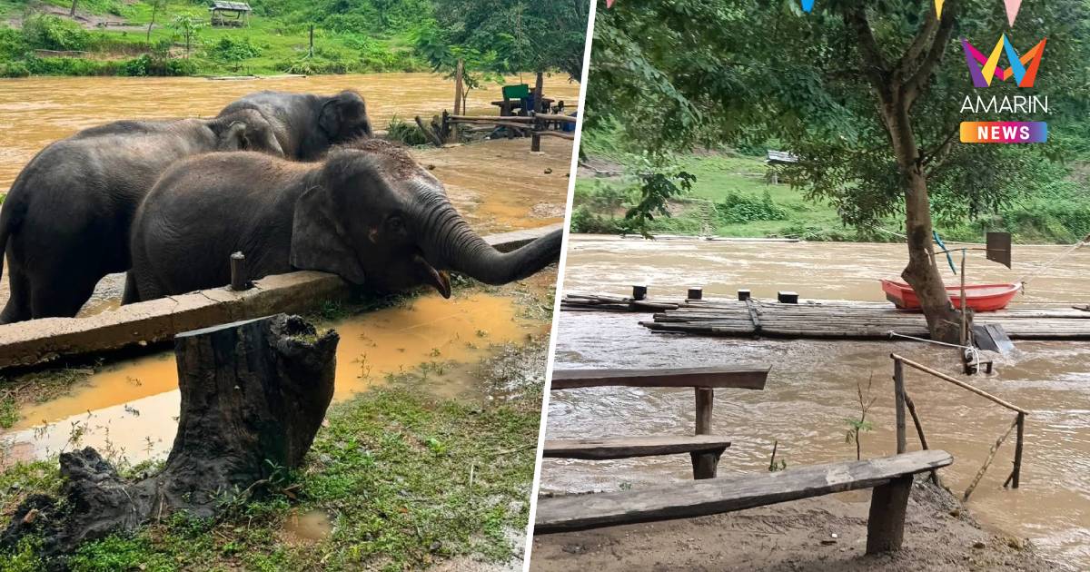 น้ำแม่แตงเพิ่มระดับรอบใหม่ “บ้านช้างตระกูลแสน” เร่งนำช้างขึ้นที่สูง
