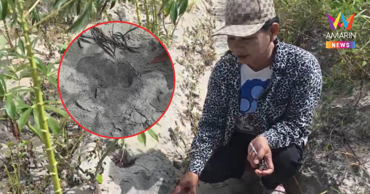 ผวาหนัก! "เสือโคร่งห้วยขาแข้ง" โผล่กลางไร่มันอุทัยธานี