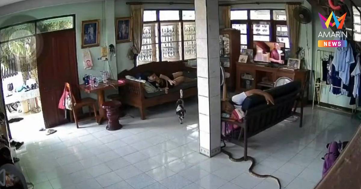 เจ้าตูบฮีโร่! ป้องเจ้านาย ต่อสู้งูขนาดใหญ่ เลื้อยเข้าบ้านย่านสำโรงใต้