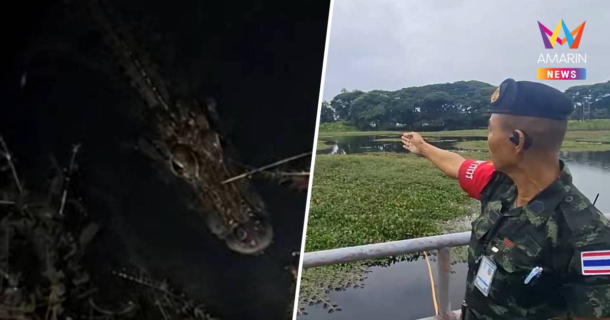 ชาวอุดรฯ ผวา!  พบจระเข้ 2 ตัว ในหนองน้ำค่ายทหาร คาดหลุดช่วงน้ำท่วม