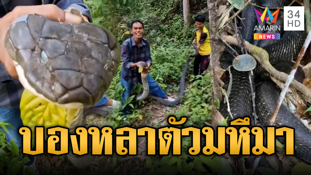 ชาวบ้านผวาขอความช่วยเหลือ “บังยา” จับบองหลาตัวมหึมา
