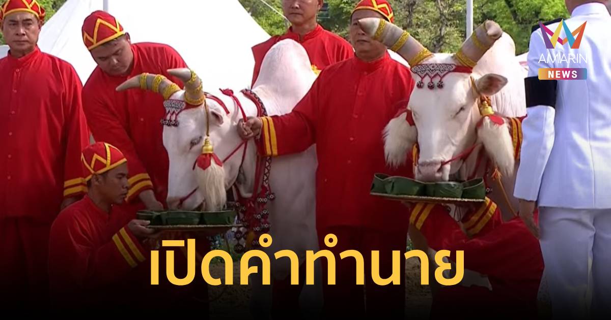 วันพืชมงคล 2569 พระยาแรกนาหยิบผ้า 6 คืบ พระโค กิน ถั่ว น้ำ หญ้า เหล้า