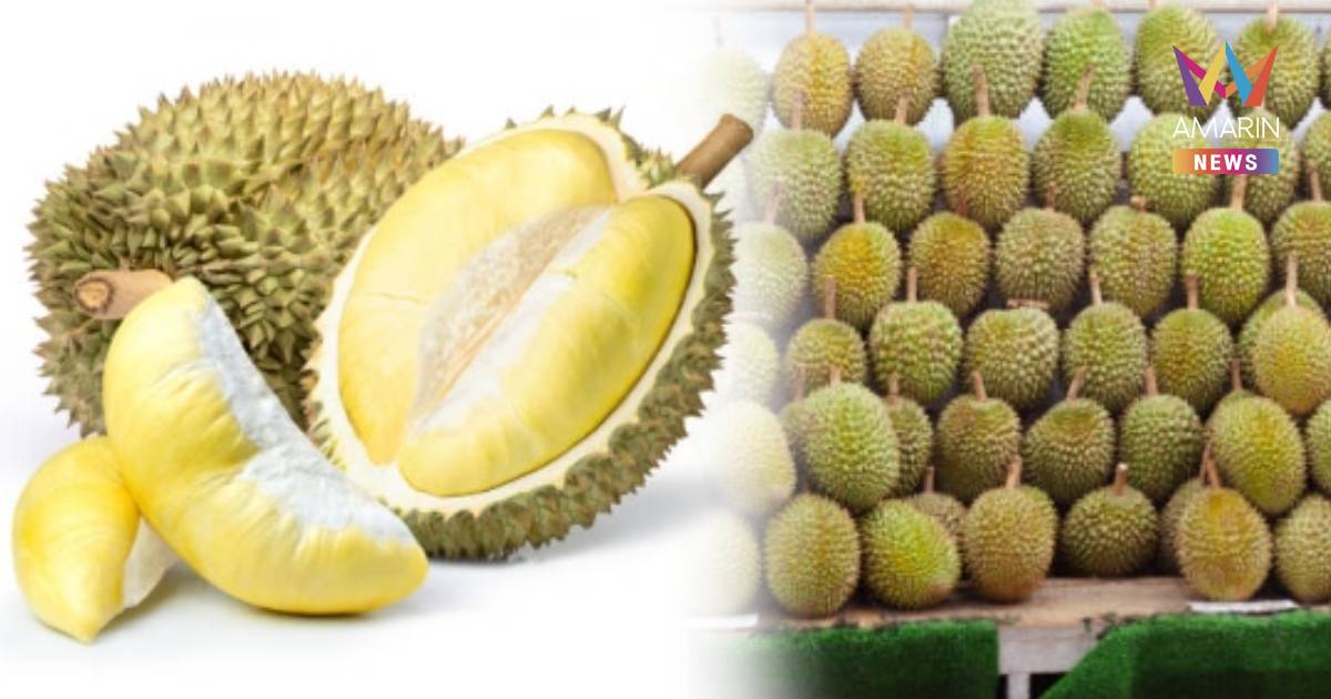 ไทยยืนหนึ่ง! ส่งออกทุเรียนไปจีน พุ่ง 1.8 ล้านตัน "หมอนทอง" ยังครองใจ