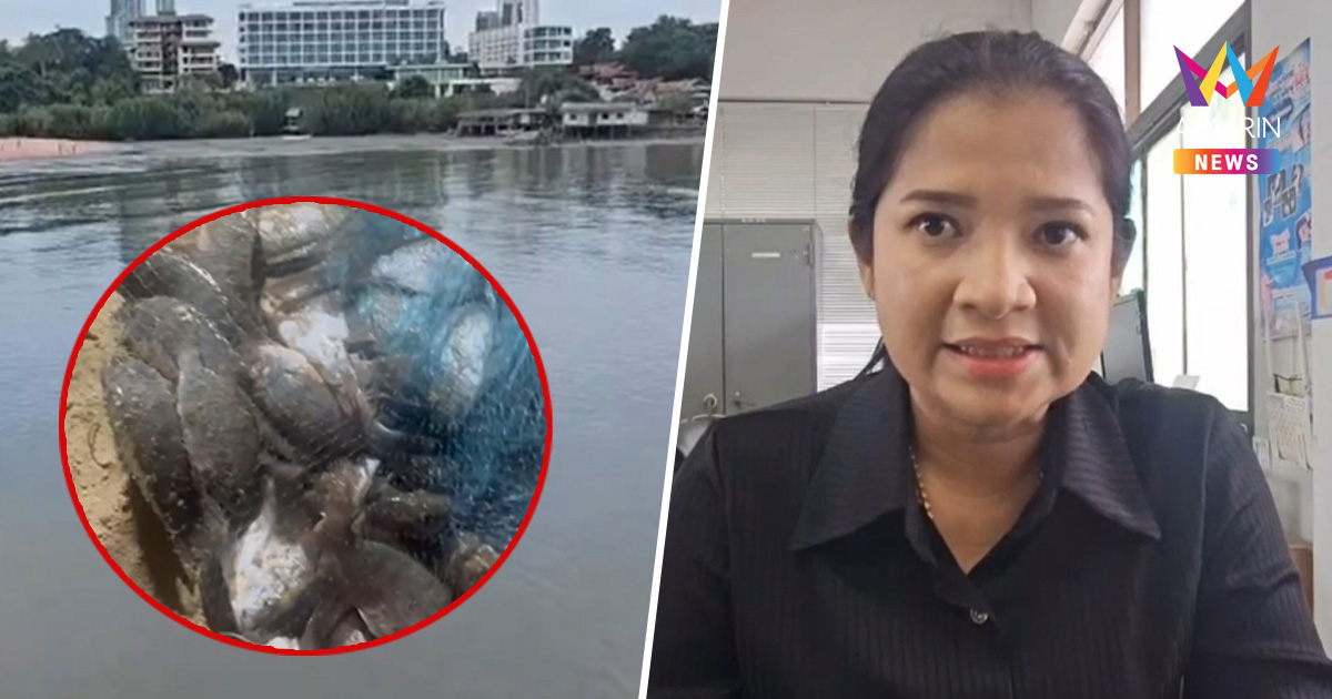 ประมงรุดตรวจ ปลาหมอคางดำยึดหาดพัทยา แนะใครเจอให้จับกิน