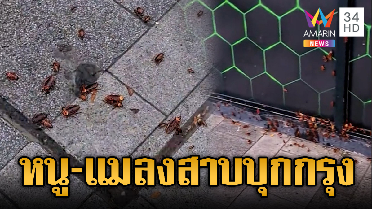 ฝนถล่มกรุง อ่วมท่วมจนแมลงสาบโผล่