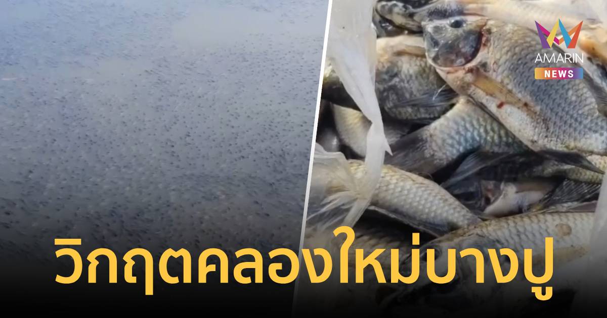 วิกฤตคลองใหม่บางปู! 