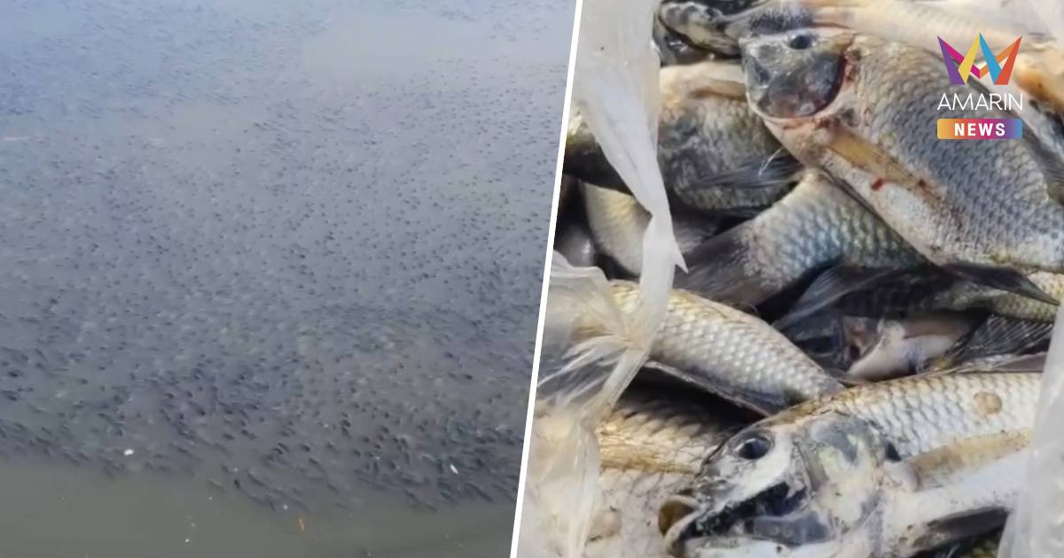 วิกฤตคลองใหม่บางปู! "ปลาหมอคางดำ" บุกยึดน่านน้ำ ฝูงมหึมาโผล่เต็มคลอง