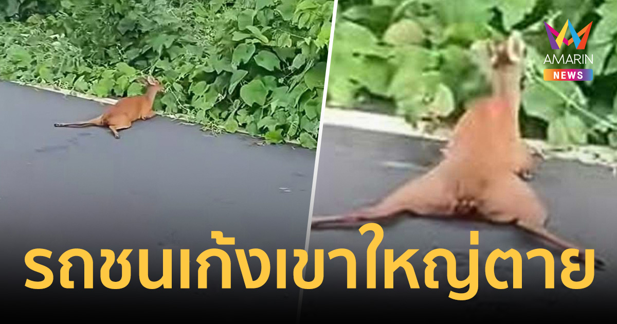 สะเทือนใจ ชัยวัฒน์ แฉเก้งเขาใหญ่ถูกรถชนขาหักลากสังขารหนี ล่าสุดดับสลด
